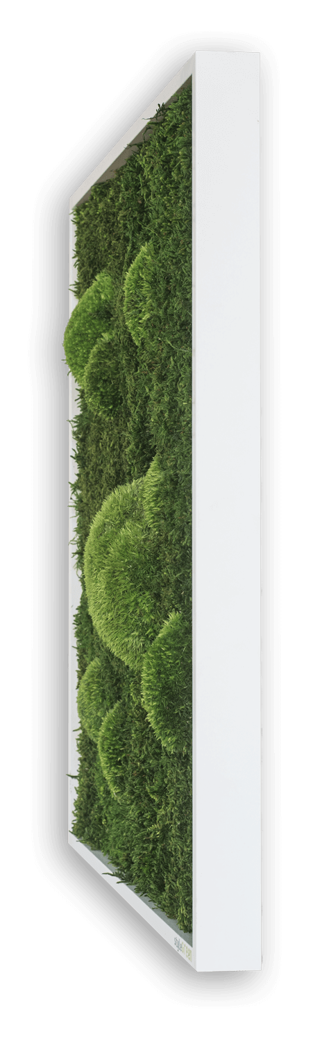 Wald- und Kugelmoosbild 140x40cm