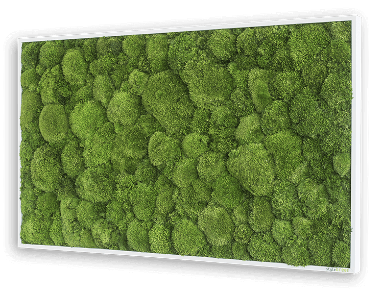 Kugelmoosbild 100x60cm