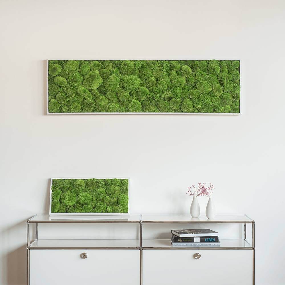 Kugelmoosbild 140x40cm
