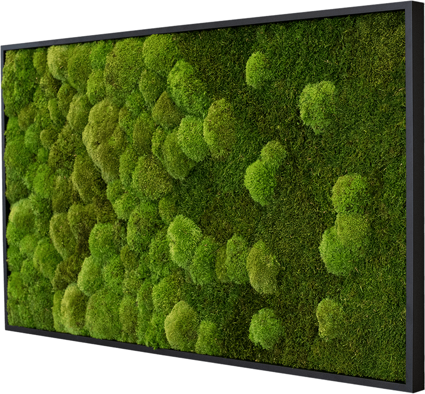 Wald- und Kugelmoosbild-Verlauf 100x60cm