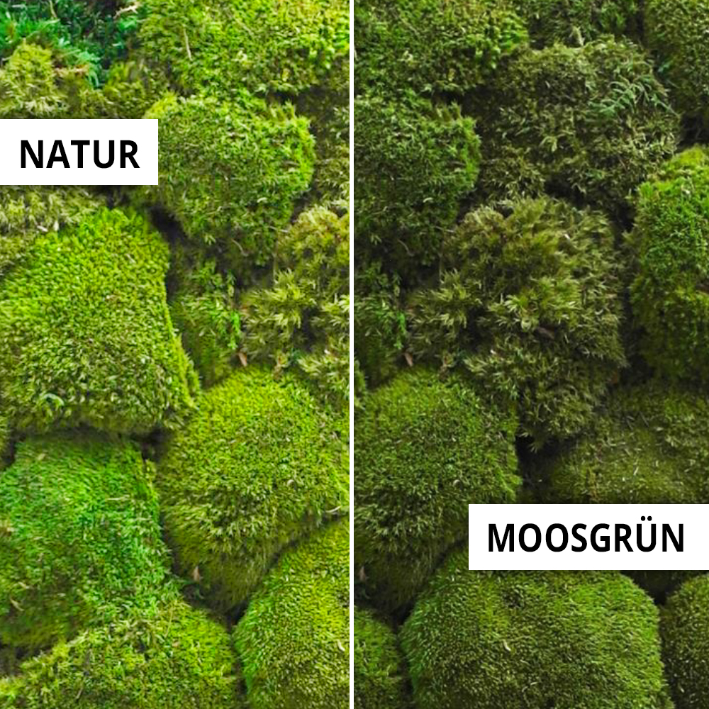 Moosbilder Kugelmoos individuell