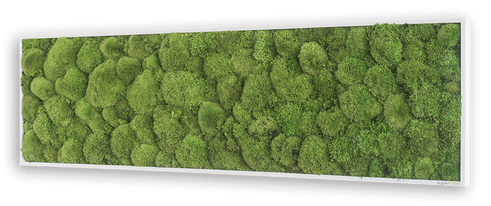 Kugelmoosbild 140x40cm
