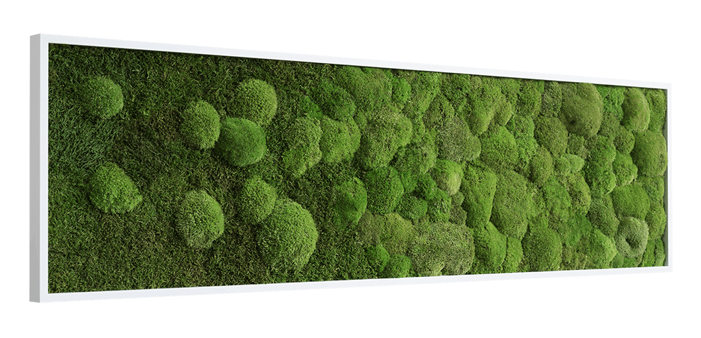 Wald- und Kugelmoosbild-Verlauf 140x40cm