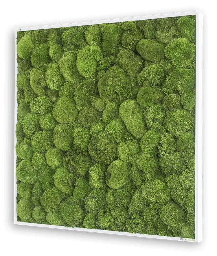 Kugelmoosbild 80x80cm
