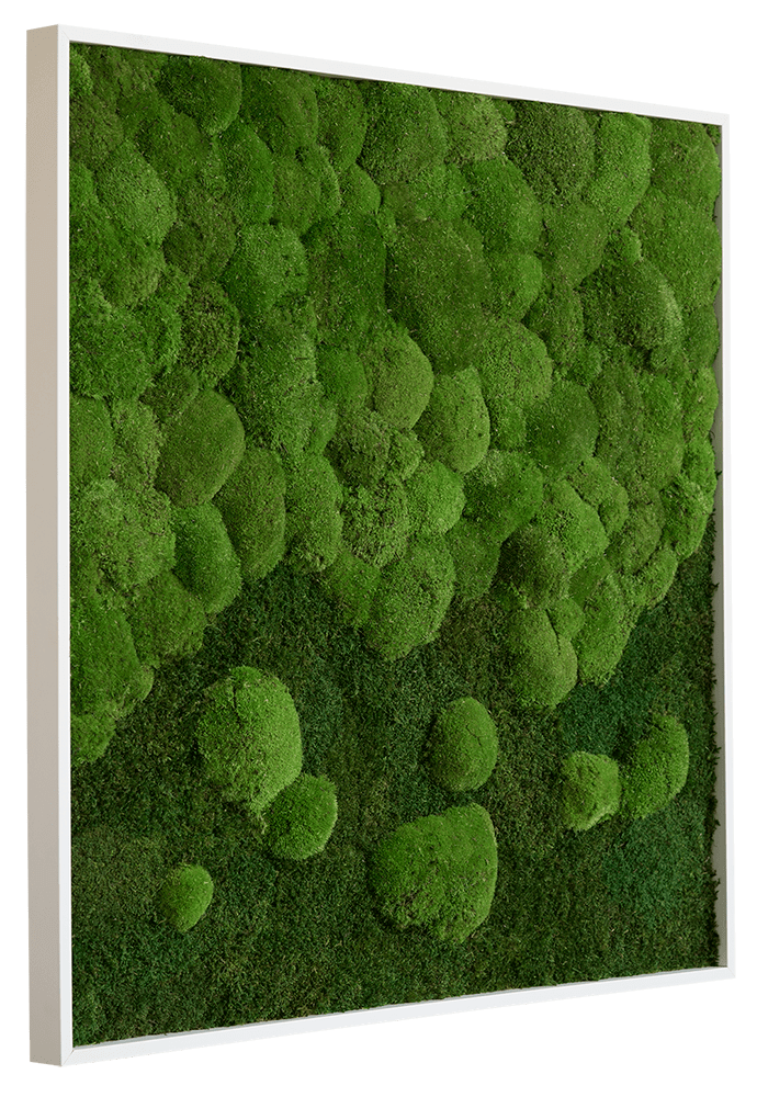 Wald- und Kugelmoosbild-Verlauf 80x80cm